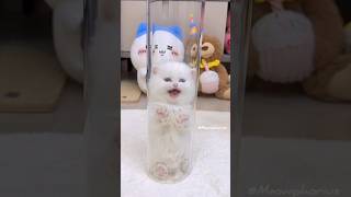 The White Kitten Leap Towards You