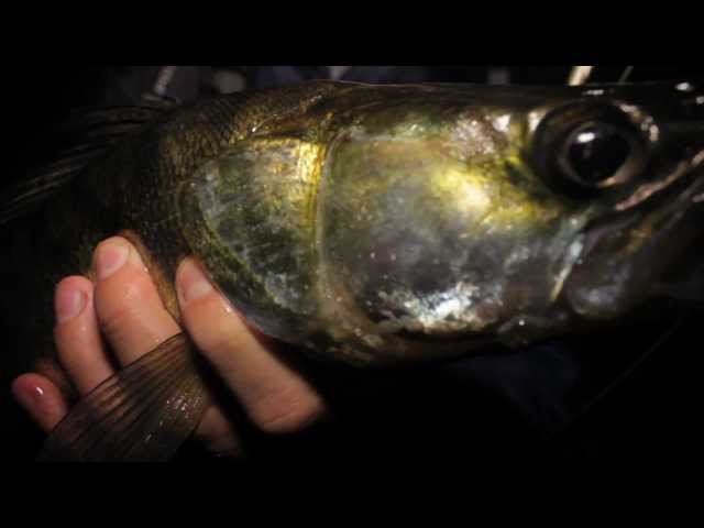 Видео о рыбалке №277