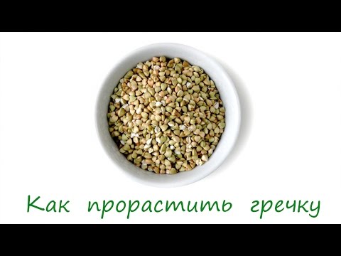 Как проращивать зеленую гречку в домашних условиях Как проращивать зеленую гречку в домашних условиях