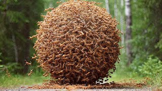 Pourquoi Les États-Unis Forcent Des Fourmis À Sentretuer ?