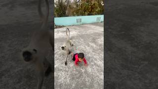 Thumba Thumba Part 14