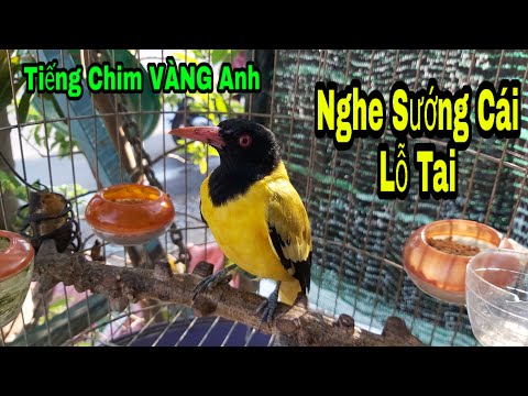Chim Vàng Anh 1tr500k Mồi Chuẩn Căng Được Không Mọi Người / Hàm Thuận Bắc Bình Thuận