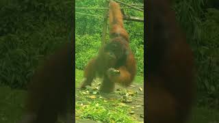 Male Orangutan Eating.