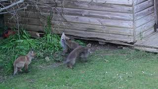 🦊 Sweet Baby Foxes Have a Play Fight
