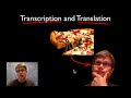 translation