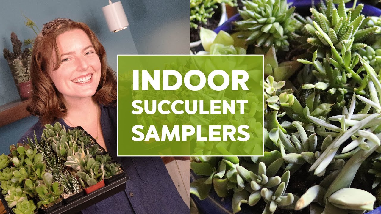 Indoor Succulent Trays - What you need to know