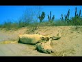 Randi Russo Dead Horse, Live Ground