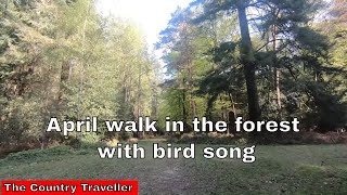 An April walk in The New Forest with Edith, the miniature schnauzer, with bird song #stayathome