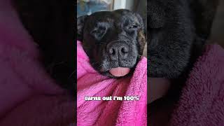 Bella The Blepping English Staffordshire Bull Terrier