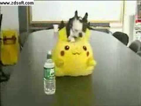 pug pikachu pug humps pikachu pug pikachu pug humps pikachu