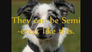 Download lagu Why Border Collie's are the best!