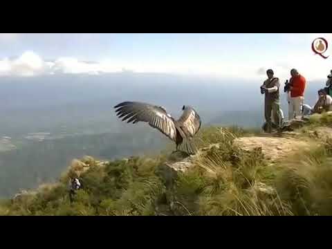 Real Jatayu.