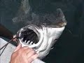 190 lb Halibut