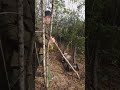 Cái khó ló cái khôn, chế tạo cái máy tời thay thế sức người