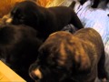 Socializing Your Puppy - San Rocco Cane Corso
