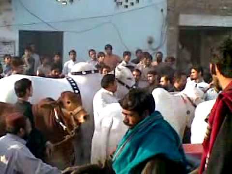 multan cow mandi.mp4480 multan cow mandi.mp4480