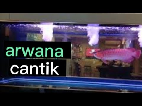 koleksi arwana super merah termahal di dunia
