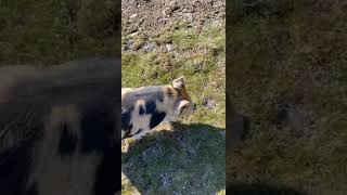 Runaway Pigs & Halter-break Calf. Funny Pets. #shorts
