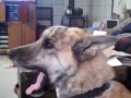 Conversa entre cão e dono