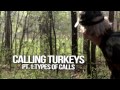 turkeys