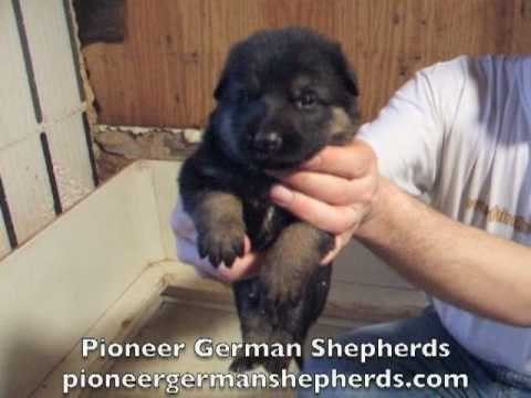 German Shepherd puppies for sale - German Shepherds for sale from Pioneer German Shepherds - aka German Shepard puppies for sale - German Shepards for sale