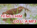 Tiếng chim cò lửa mồi chuẩn
