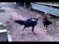 image Anak Ayam Bangkok Berlatih Tarung