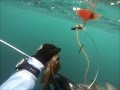 東海魚突き vsイシガキダイ ブダイ 関西お魚突き27 spearfishing(polespear)
