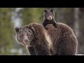 James Yule Wildlife and Nature Slideshow