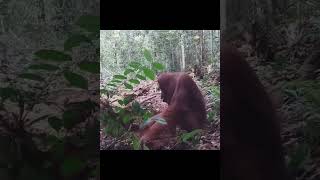 Young Orangutan With Mother.