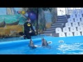 Video Дельфинарий Немо - Киев (ВДНХ)