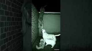 The Tiger That Tried To Sneak In, Was Caught Too