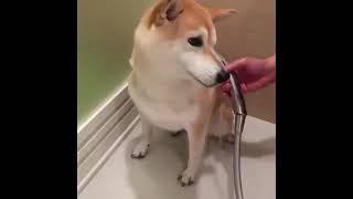 Cats vs dog who are the funniest?