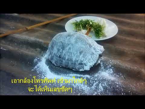 ขอหวยพญาเต่า