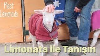 Limonata ile Tanışın ☆ Meet Lemonade | Mercy For Animals