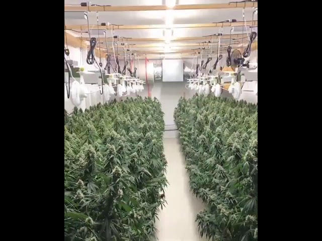 Keep cool bought weed there is the real shop #CannabisNews #CannabisCommunity #cannabisindustry #can