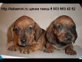 щенка таксы на на http://taksenok.ru 
