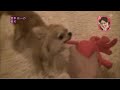 堂本光一 愛犬のパンちゃん