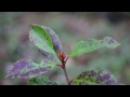 Video shot with Pentax K-5 and 70mm f/2.4 limited lens.