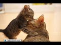 Very Funny Cats, Pets, Animals