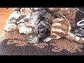 Rondo Veneziano - Conservatorio. Wild cat. 3