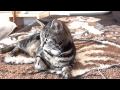 Rondo Veneziano - Conservatorio. Wild cat. 3