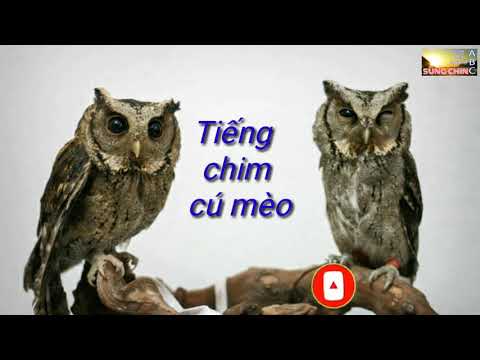 Tiếng chim cú mèo mới