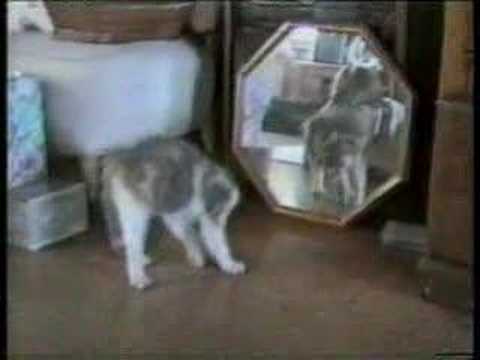 GATOS ESTUPIDOS COM gatos estupidos com: