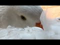 Video OLIVER UNIQUE INDOOR PET DIAPERED SEBASTOPOL GOOSE FALLING ASLEEP