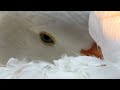 OLIVER UNIQUE INDOOR PET DIAPERED SEBASTOPOL GOOSE FALLING ASLEEP