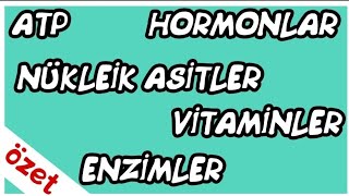 Enzimler / Nükleik Asitler / Vitaminler / Hormonlar / ATP Özet / TYT Biyoloji