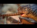 cobra
