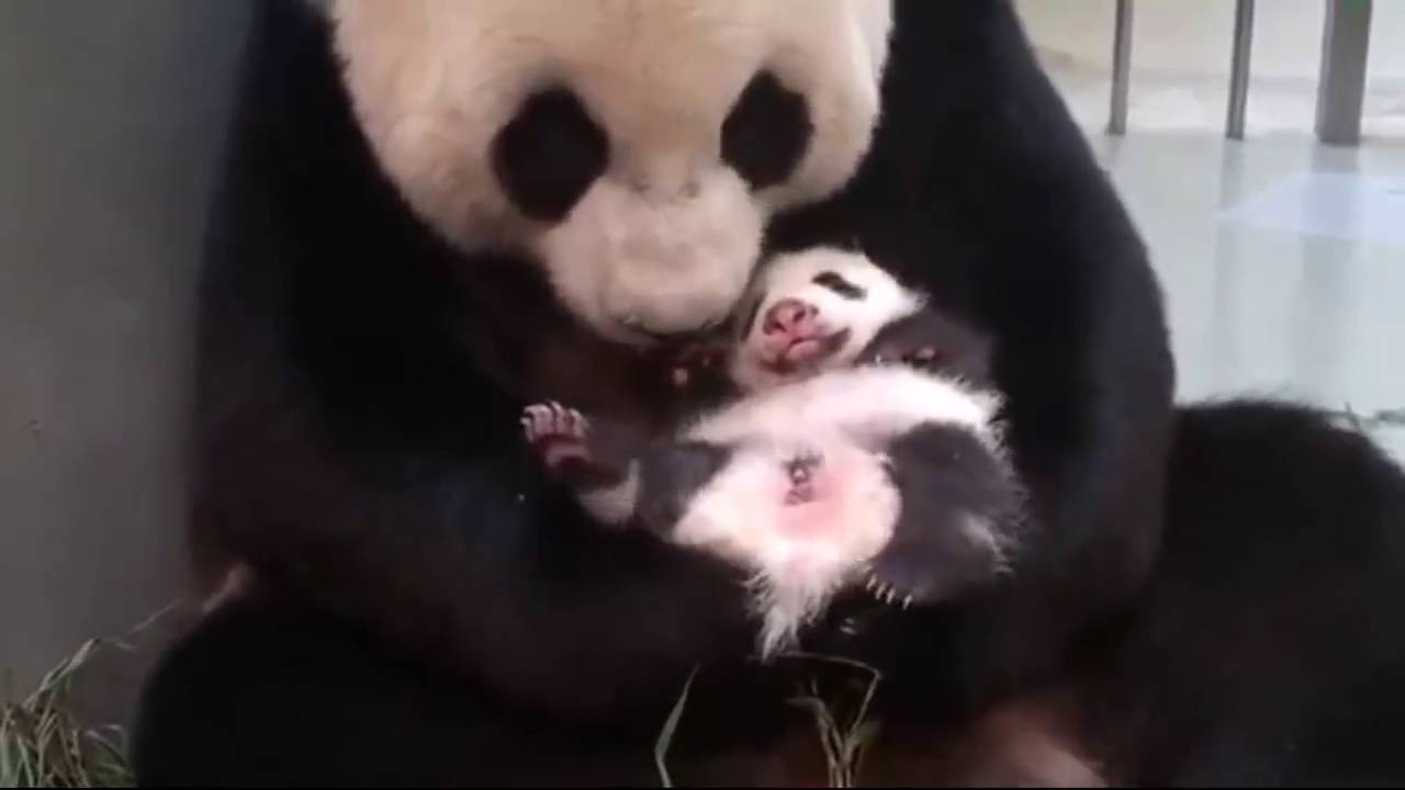 Funny pandas sneeze