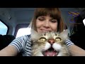 Cats and dogs on their first car ride - Cute and funny animal compilation